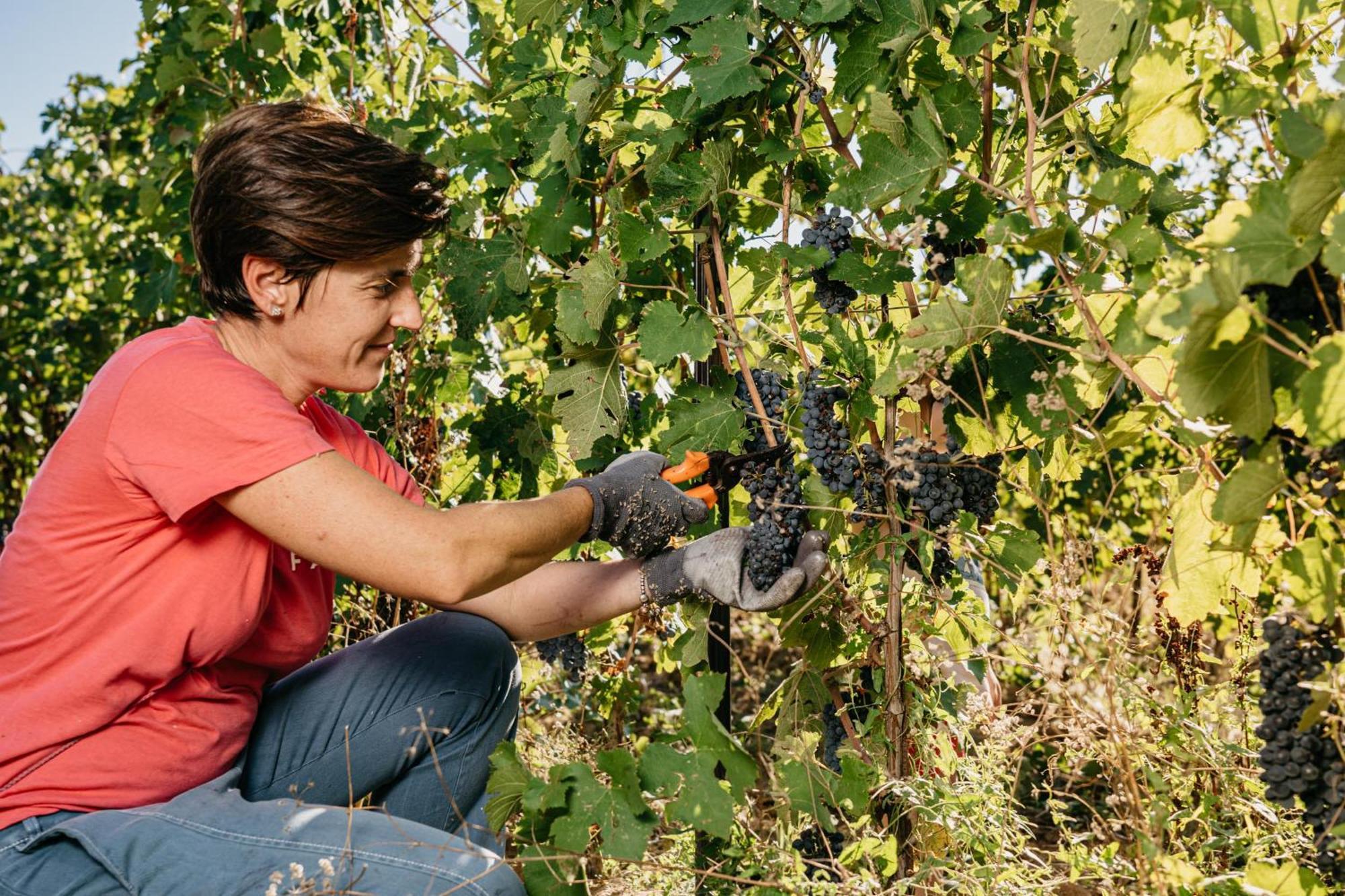 Il Querciolo - Azienda Biologica, Agriturismo E Cantina Marciano della Chiana Dış mekan fotoğraf